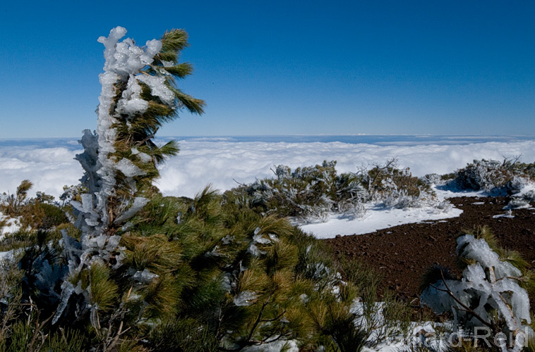 teide