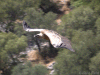 griffon vultures