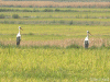 White storks