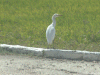 Egret