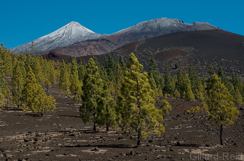 teide photo