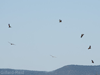 griffon vultures