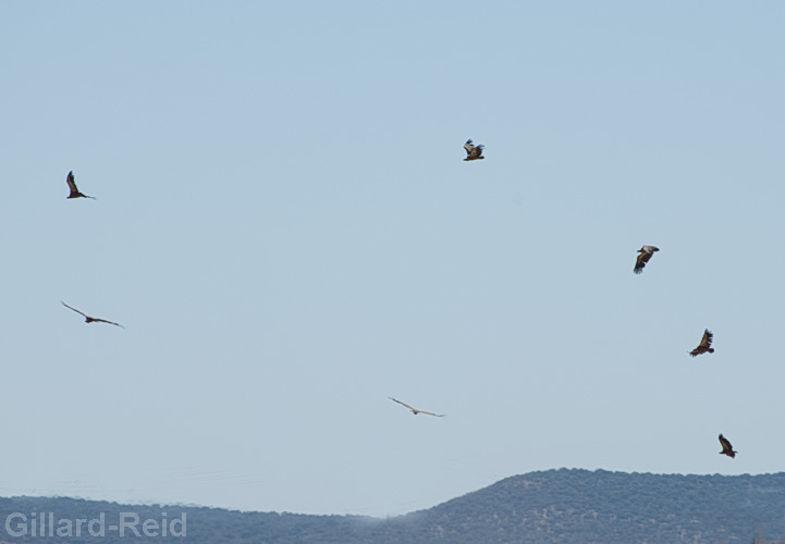 griffon vultures