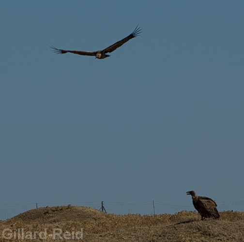 griffon vultures