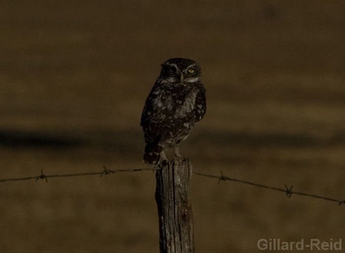 little owl