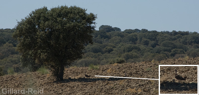 great bustard