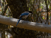 azure winged magpie