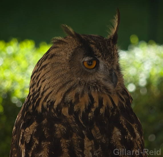 eagle owl