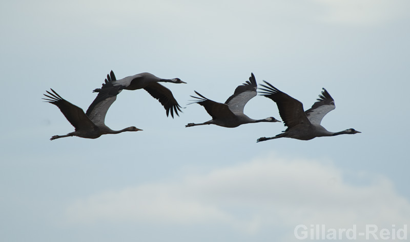 daroca crane photos