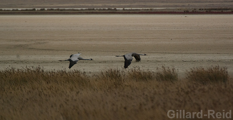 daroca crane photos