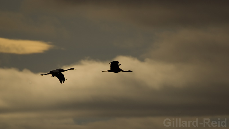 daroca crane photos