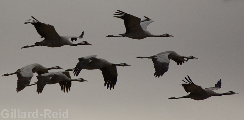 daroca crane photos