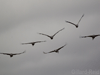 photos of gallocanta cranes, click for image