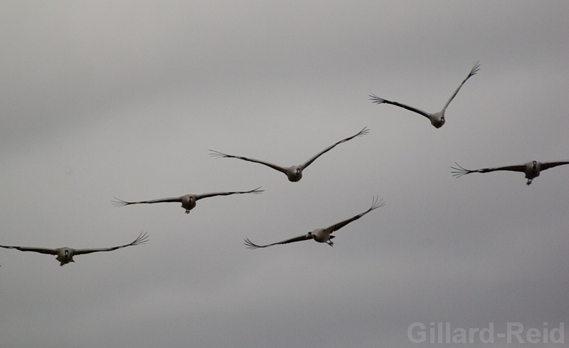 daroca crane photos