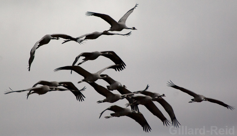 daroca crane photos