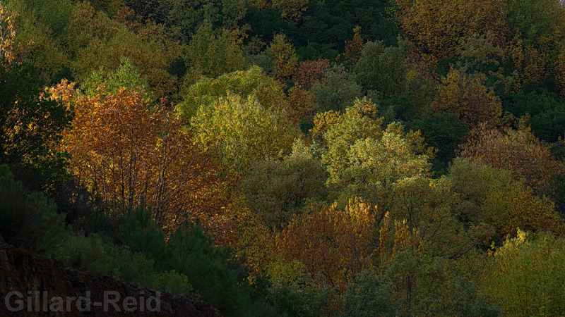 autumn leaves