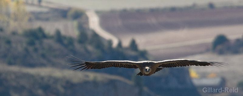 griffon vulture photo