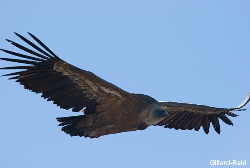 griffon vulture