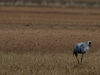 bird photos