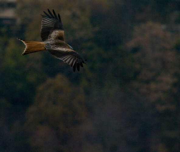 Kite photo