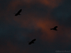 bird photos