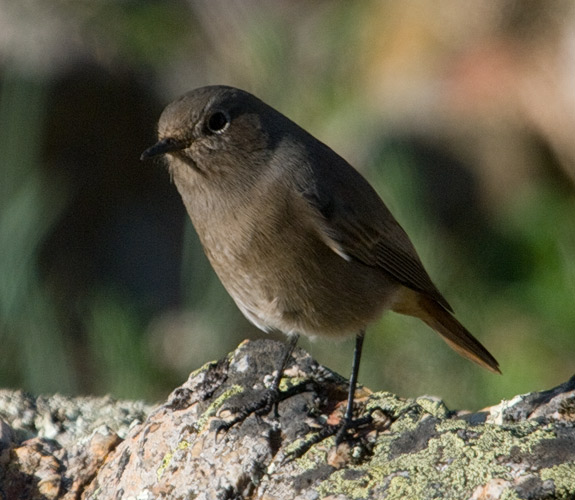 redstart