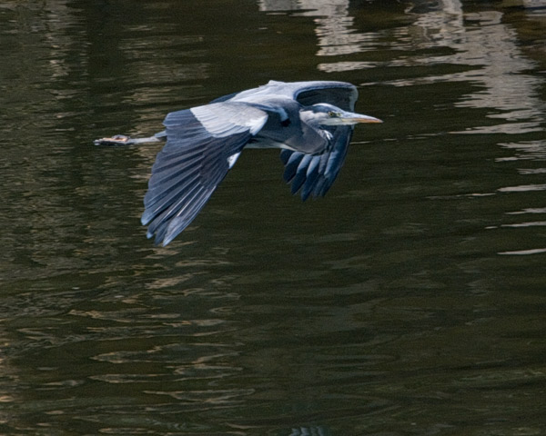 grey heron