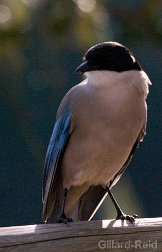 azure winged magpie