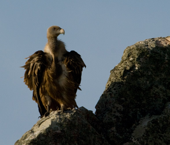 griffon vulture