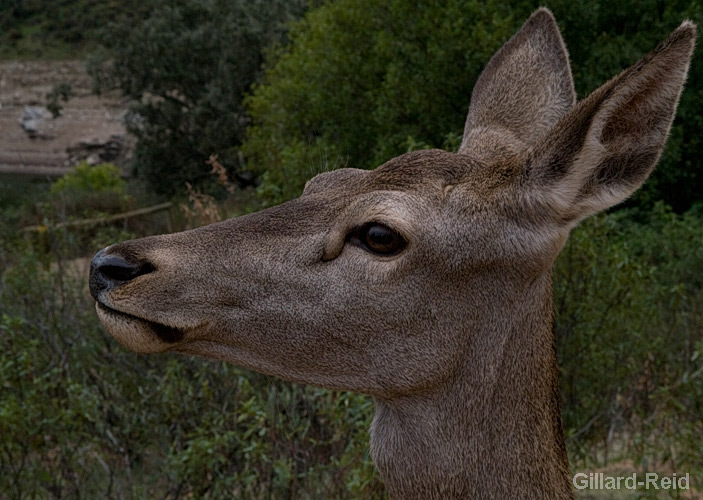 red deer