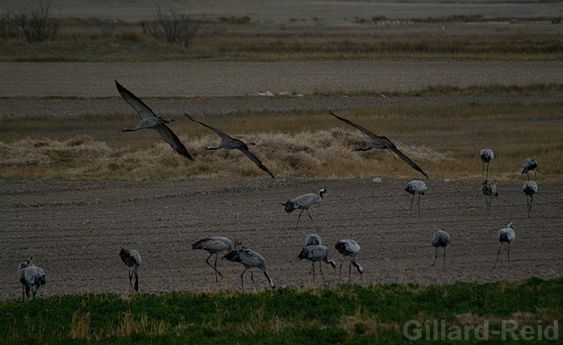 daroca crane photos