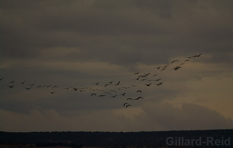 daroca crane photos