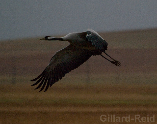 daroca crane photos