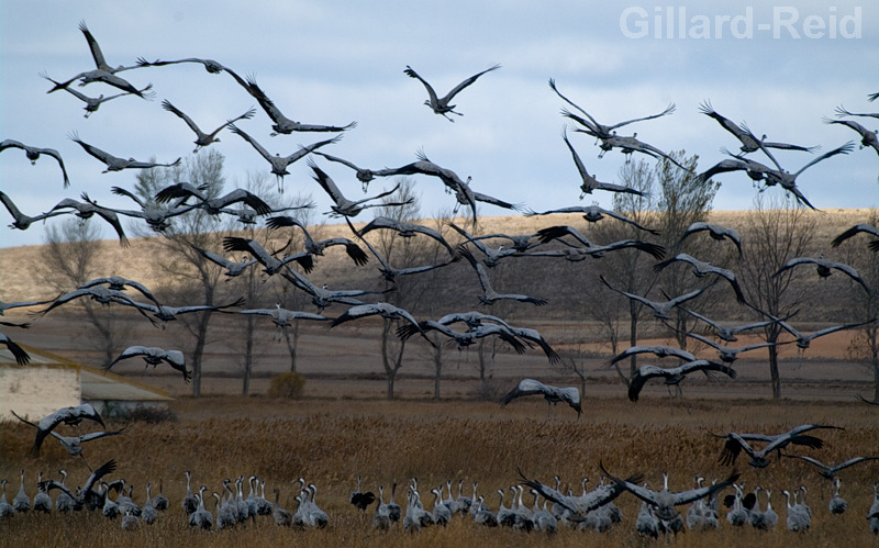 gallocanta crane photos