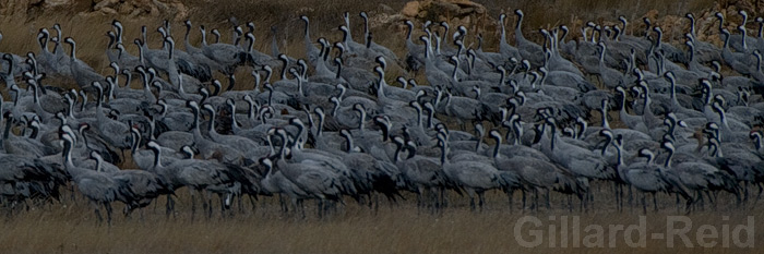 daroca crane photos