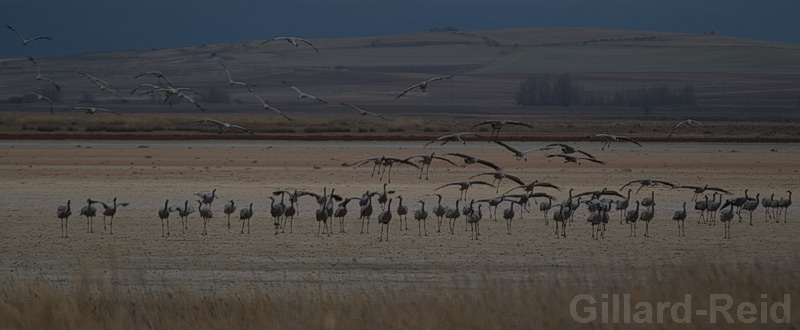 daroca crane photos