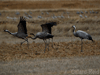 photos of gallocanta cranes, click for image