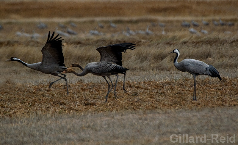 daroca crane photos