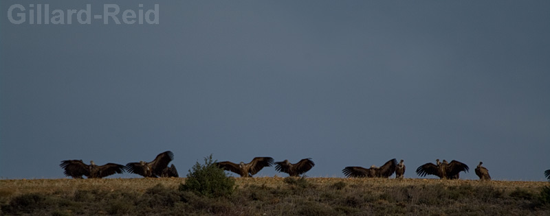 griffon vultures