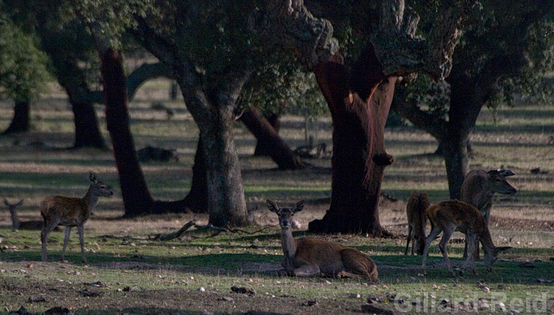 red deer