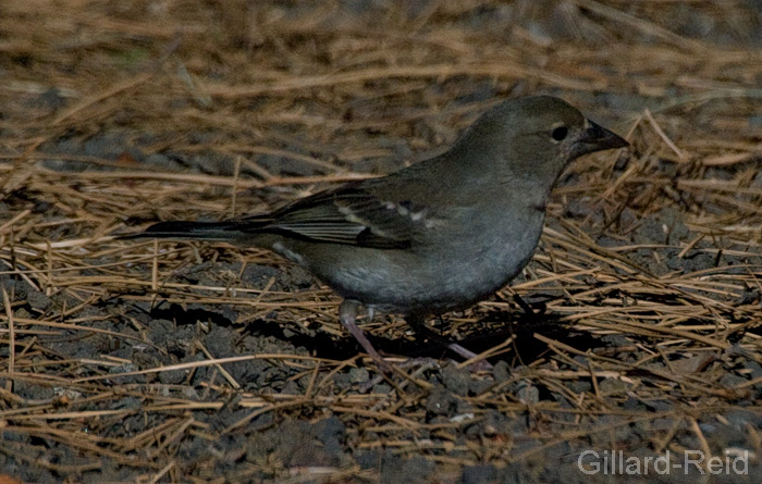 blue chaffinch