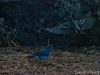 tenerife blue chaffinch
