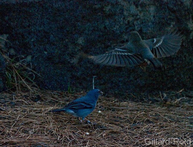 blue chaffinch