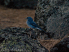 tenerife blue chaffinch