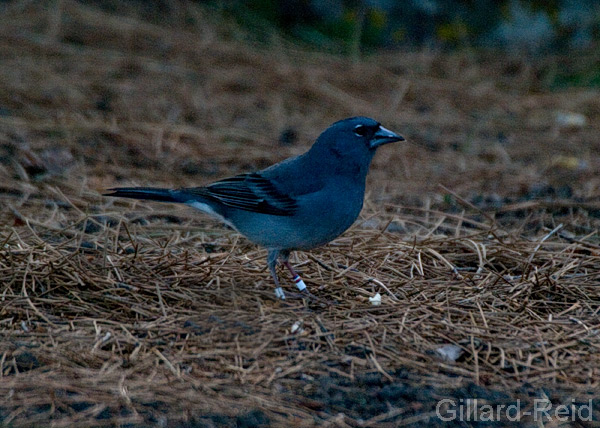 blue chaffinch