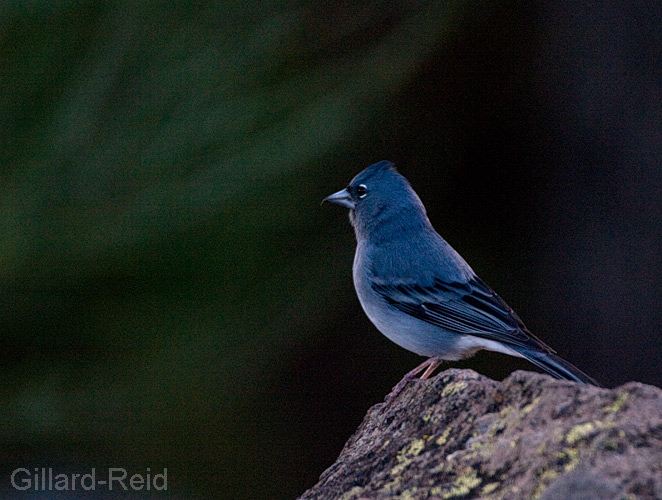 blue chaffinch