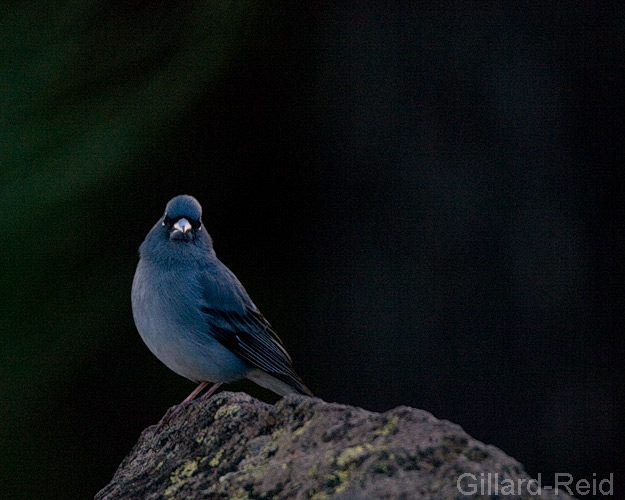 blue chaffinch