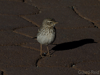 berthelots pipit