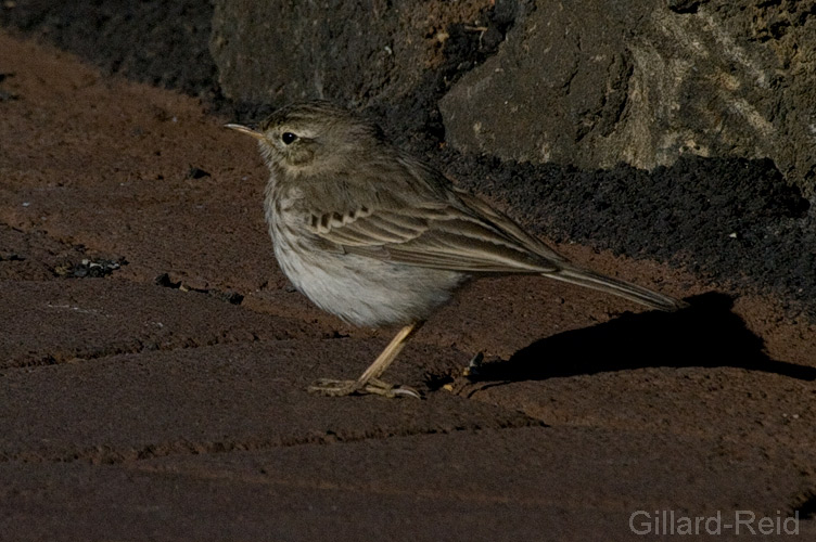 berthelot's pipit