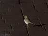 berthelots pipit
